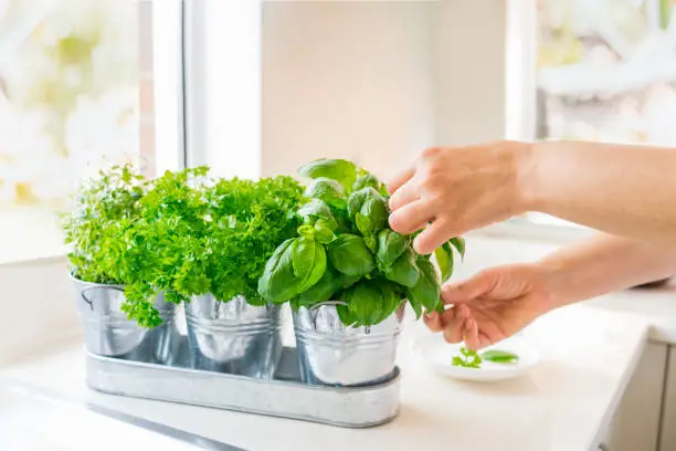 Best herbs to grow indoors