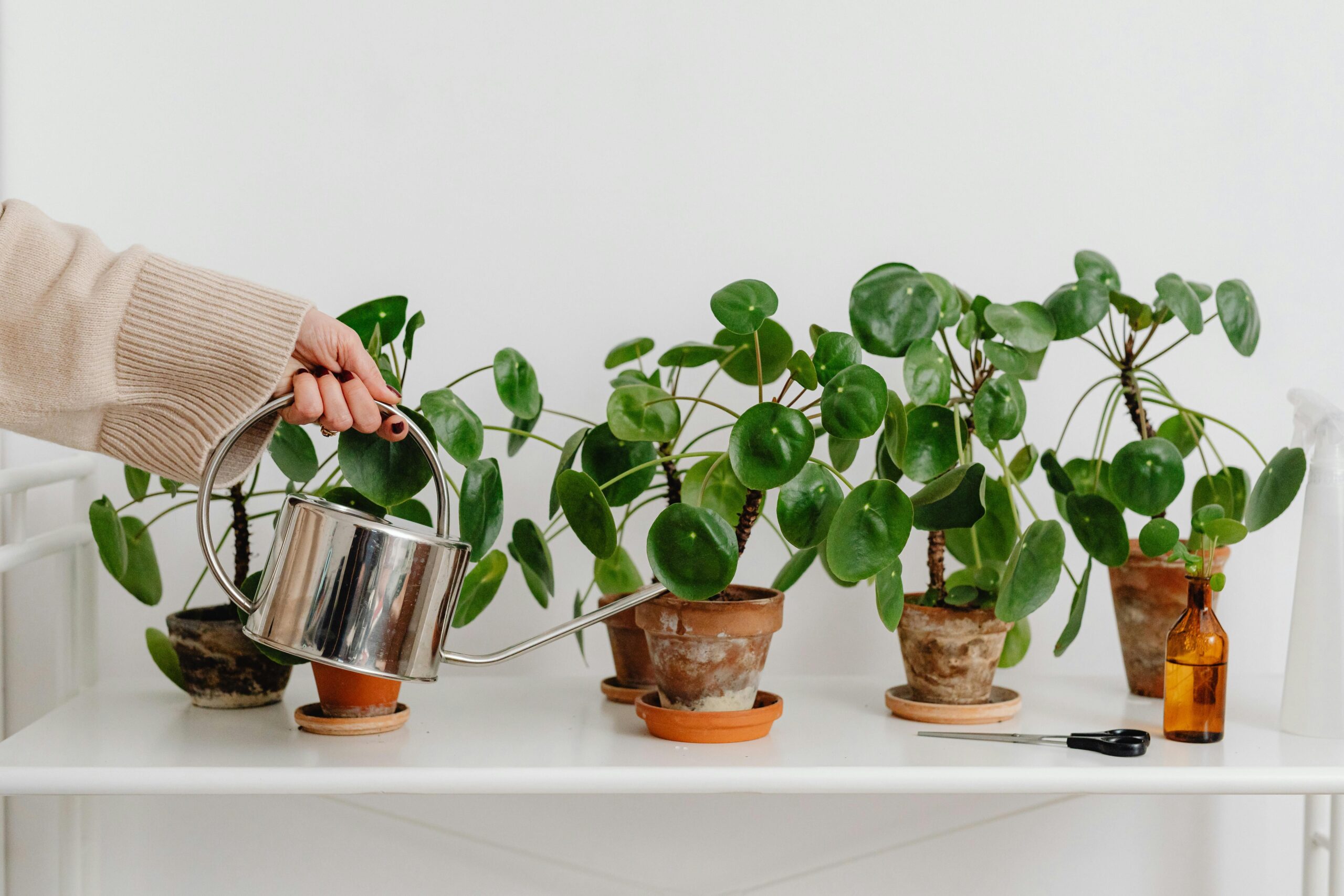 Watering indoor plants in winter